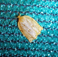 Archips rileyana