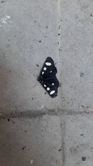 Alypiodes bimaculata