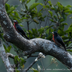 Melanerpes portoricensis