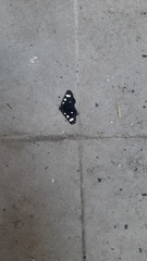 Alypiodes bimaculata