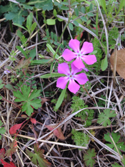 Phlox cuspidata