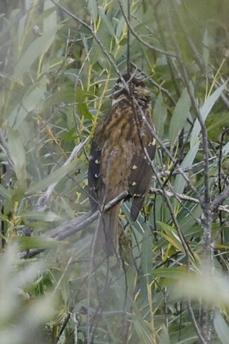 Rose-breasted Grosbeak