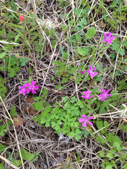 Phlox cuspidata