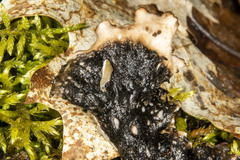 Peltigera elisabethae