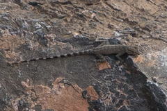 Pristurus