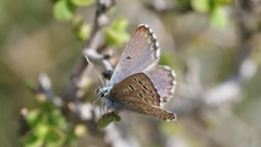 Pseudophilotes panoptes