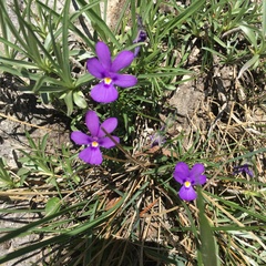 Viola dubyana