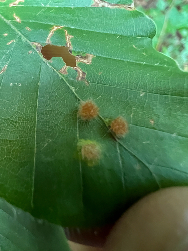 Hairy Beech Gall