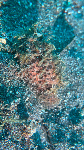 Antennarius striatus observed 2026-08-22