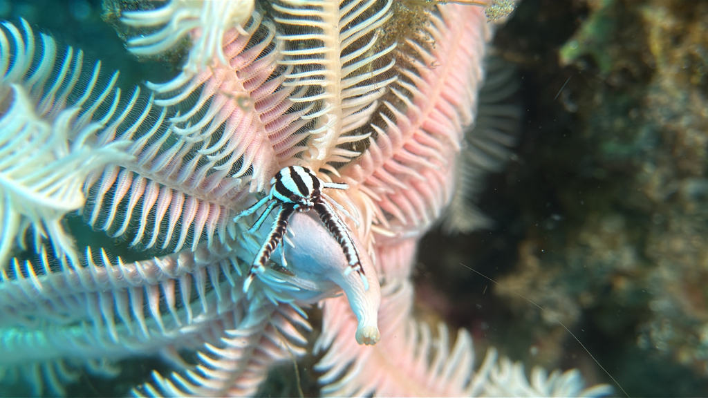 Elegant Squat Lobster
