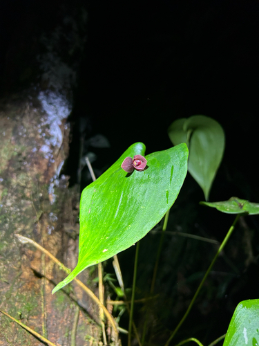 Pleurothallis cardiothallis, photograph 2