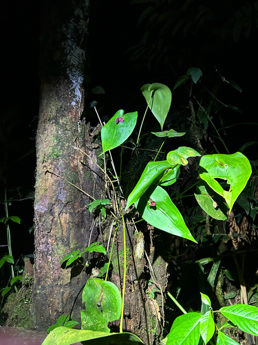 Pleurothallis cardiothallis, photograph 3