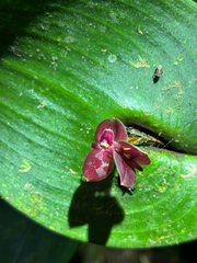 Pleurothallis cardiothallis