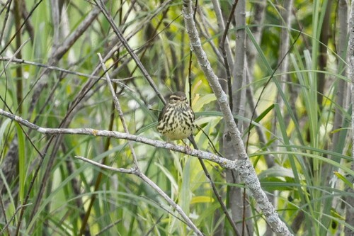 Northern Waterthrush