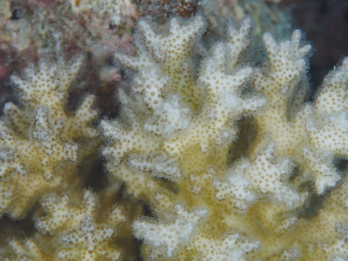 Pocillopora acuta observed 2026-08-26