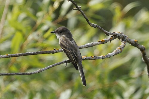 Eastern Phoebe