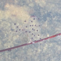 Anura