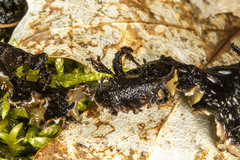 Peltigera elisabethae