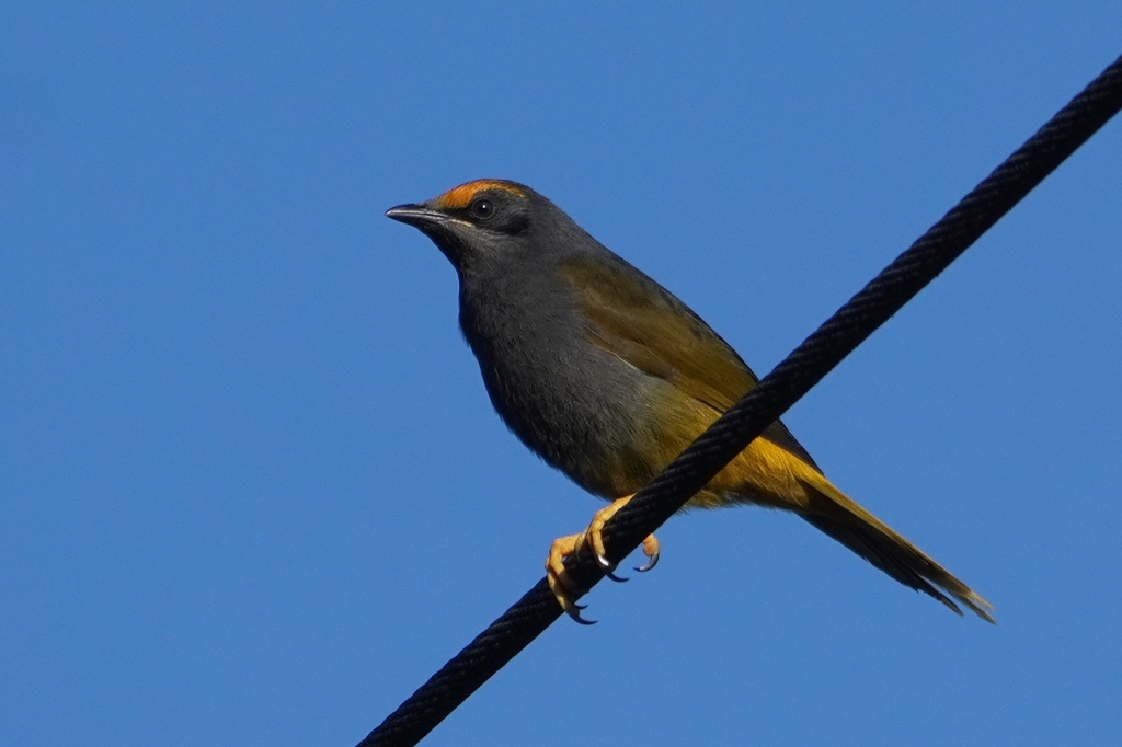 Jalak Alis-Api (Enodes erythrophris)