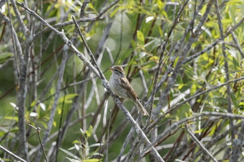 Chipping Sparrow