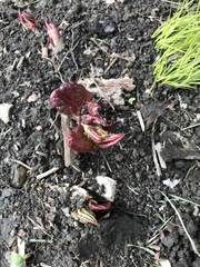 Iresine diffusa herbstii