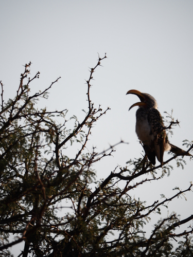 Southern Yellow-billed Hornbill