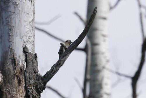 Yellow-bellied Sapsucker