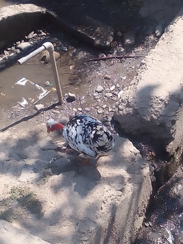 Red Junglefowl