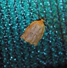 Archips rileyana