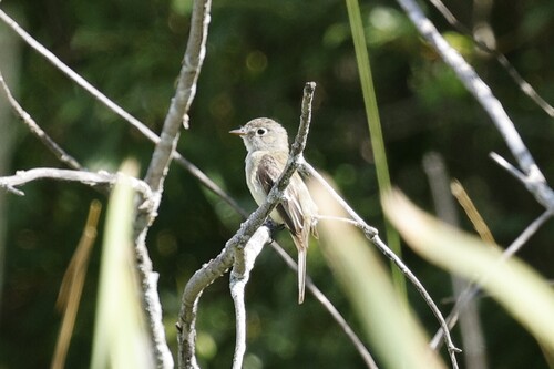 Least Flycatcher