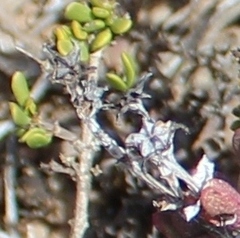 Ruschia leptocalyx