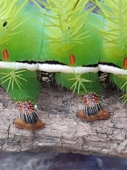 Automeris coresus