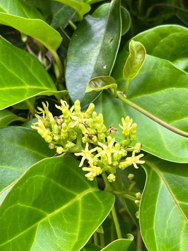 Parsonsia alboflavescens observed 2026-08-28
