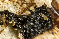 Peltigera elisabethae