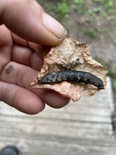Small Elephant Hawkmoth