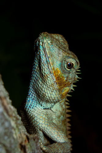 Vietnamese Blue Crested Lizard