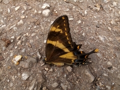 Heraclides machaonides