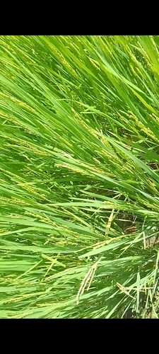 Asian Rice