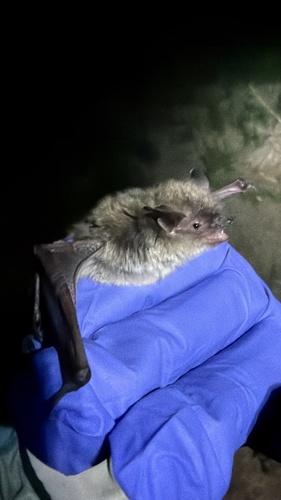 Little Brown Bat observed by loganstecker