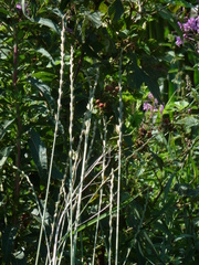 Thinopyrum elongatum