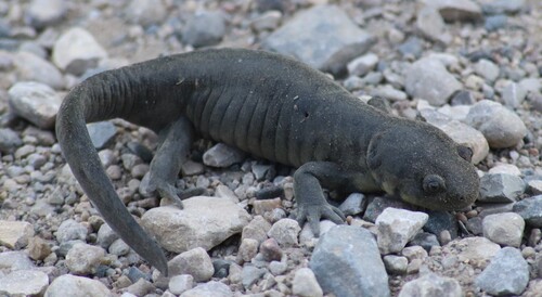 Gray Tiger Salamander
