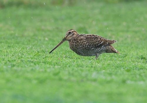 Agachadiza real (Gallinago media)