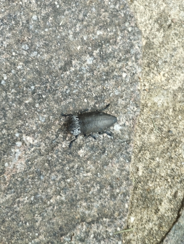 Flat-headed Root-borer