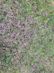 Phlox cuspidata