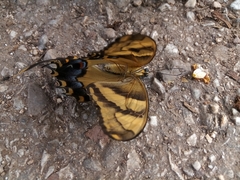 Heraclides machaonides