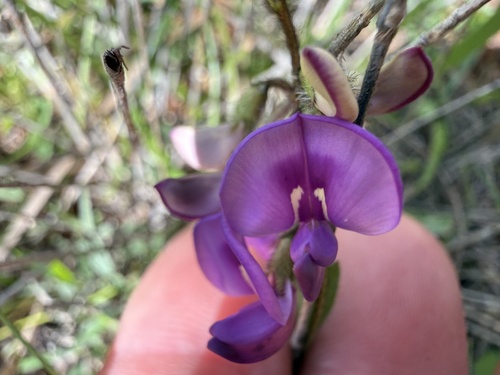 Swainsona sericea, 2026-08-28