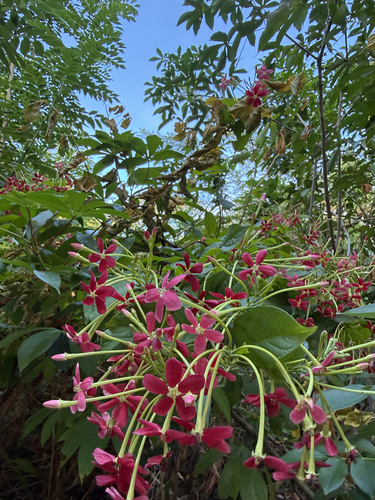 Rangoon Creeper