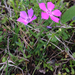 Pointed Phlox - Photo (c) James Mickley, some rights reserved (CC BY-NC), uploaded by James Mickley