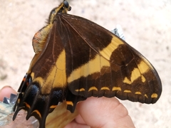 Heraclides machaonides