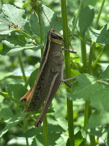 Choroedocus capensis